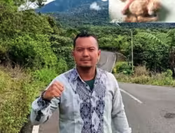 Komentar Ketua NNB Tapsel Soal Matinya Orangutan Tapanuli di Kawasan Ekosistem Batangtoru