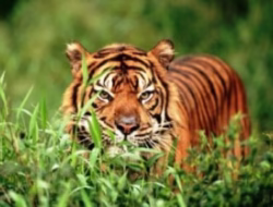 Penampakan Harimau di Desa Pudun Jae Gegerkan Warga