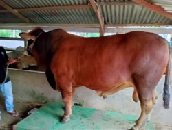Pemkab Tapsel Terima Hewan Kurban dari Presiden Berupa Sapi Simental Berbobot 900 Kilogram