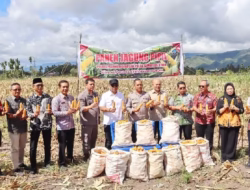 Polres Padangsidimpuan Dukung Ketahanan Pangan Nasional, 11 Ton Jagung Panen
