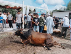 Idul Adha di Polres Tapsel, 16 Sapi Qurban Tebar Kebahagiaan