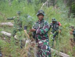 Kodim 0212/TS Musnahkan 3 Hektare Ladang Ganja di Madina