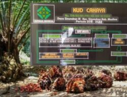 KUD Cahaya Desa Sinunukan lll Salurkan SHP Bulan Agustus