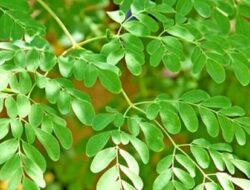 5 Cara Mengolah Daun Kelor Agar Tetap Bermanfaat dan Nikmat