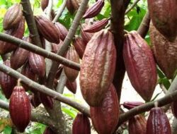 Buah Cokelat: Lebih dari Sekadar Bahan Baku Cokelat Lezat