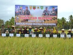 Kodim 0212/Tapsel Gelar Panen Padi Bersama Warga, Dukung Ketahanan Pangan Nasional