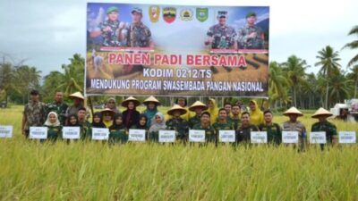 Kodim 0212/Tapsel Gelar Panen Padi Bersama Warga, Dukung Ketahanan Pangan Nasional