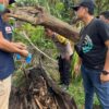 Misteri Kerangka Manusia dalam Pohon Aren di Sergai