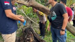 Misteri Kerangka Manusia dalam Pohon Aren di Sergai