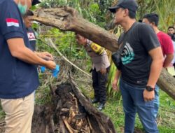 Misteri Kerangka Manusia dalam Pohon Aren di Sergai