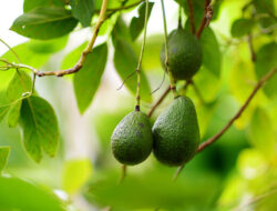 Daun Alpukat: Bukan Sekadar Limbah, Tapi Kaya Manfaat Kesehatan!
