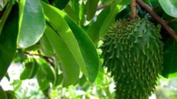 Ini Rahasia Kesehatan Alami dari Daun Sirsak