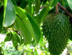 Ini Rahasia Kesehatan Alami dari Daun Sirsak