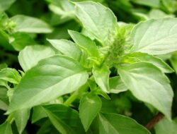 10 Manfaat Daun Kemangi yang Jarang Diketahui: Dari Jantung Sehat Hingga Kulit Cantik