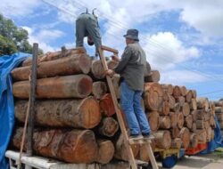 Kontroversi Penangkapan Kayu Log di Tapsel: Dasar Hukum Dipertanyakan, Pemilik Lahan Merasa Dikriminalisasi