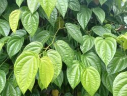 Manfaat Tersembunyi Daun Sirih: Dari Kesehatan Mulut hingga Pengendalian Diabetes