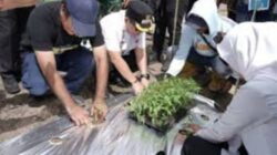 Pemkab Palas Galakkan Gerakan Tanam Cabai Merah, Jaga Ketahanan Pangan dan Kendalikan Inflasi