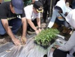 Pemkab Palas Galakkan Gerakan Tanam Cabai Merah, Jaga Ketahanan Pangan dan Kendalikan Inflasi