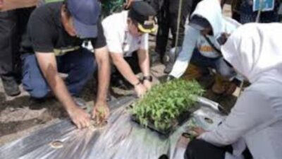 Pemkab Palas Galakkan Gerakan Tanam Cabai Merah, Jaga Ketahanan Pangan dan Kendalikan Inflasi