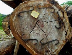 Penangkapan Truk Kayu di Tapsel Picu Kontroversi, Gakkum LHK Bungkam Soal Kewenangan