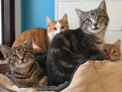 Mengapa Kucing Membuat Hidup Lebih Baik: Manfaat Memelihara Kucing di Rumah