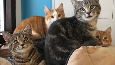 Mengapa Kucing Membuat Hidup Lebih Baik: Manfaat Memelihara Kucing di Rumah