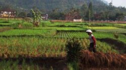 Mengapa Indonesia Perlu Memperkuat Ketahanan Pangan di Era Perubahan Iklim