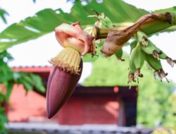 Khasiat Luar Biasa Jantung Pisang: Dari Menjaga Jantung hingga Melancarkan ASI