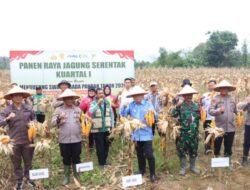 Tapsel Targetkan Swasembada Pangan 2026 Melalui Panen Raya Jagung Kuartal I.