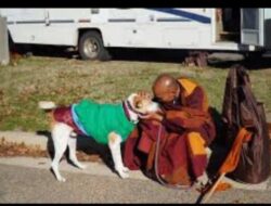 Kesetiaan Aloka dan Anjing Yudhistira