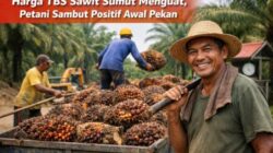 Harga TBS Sawit Sumut Kembali Menguat, Petani Sambut Positif Awal Pekan  ­
